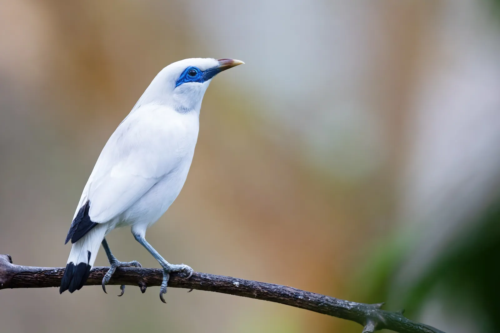 A Bali starling, Leucopsar rothschildi, perched on a branch. The critically endangered species recovered from six wild birds in 2001